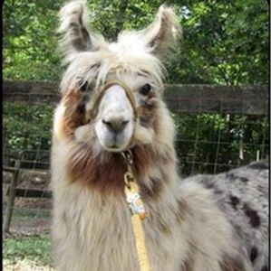 Meet your Posher, Brenda